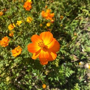 Meet your Posher, Sampi